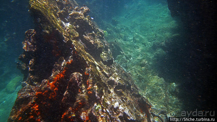 Сноклинг вокруг Pinnacle Rock (ноготь Бартоломе): акула и др