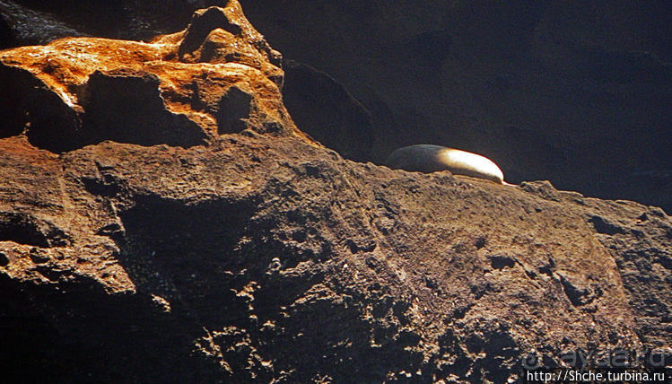 Сноклинг вокруг Pinnacle Rock (ноготь Бартоломе): акула и др