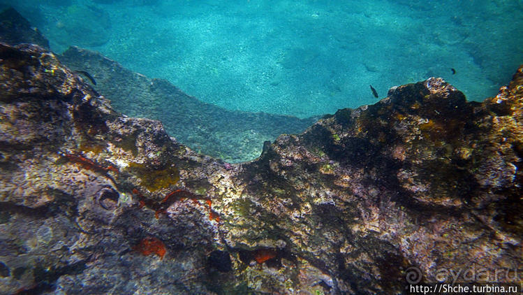 Сноклинг вокруг Pinnacle Rock (ноготь Бартоломе): акула и др