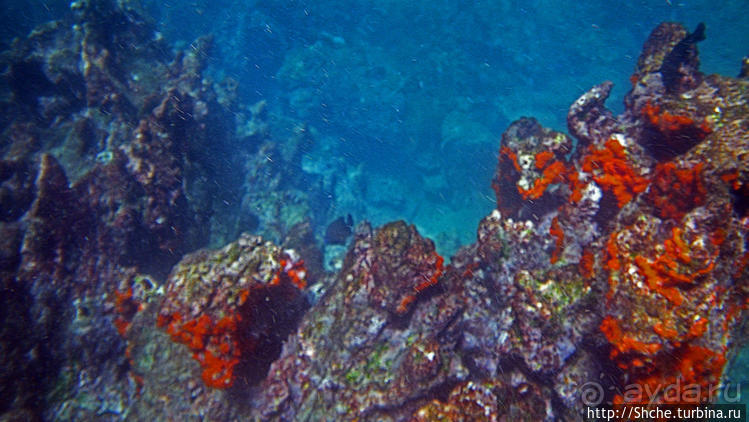 Сноклинг вокруг Pinnacle Rock (ноготь Бартоломе): акула и др