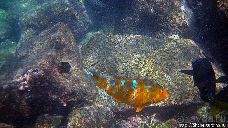 Сноклинг вокруг Pinnacle Rock (ноготь Бартоломе): акула и др