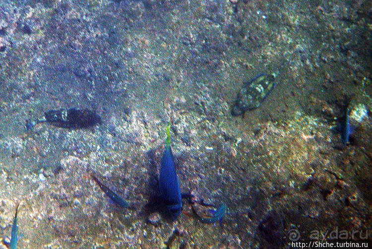 Сноклинг вокруг Pinnacle Rock (ноготь Бартоломе): акула и др