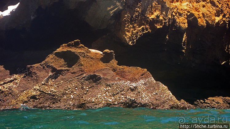 Сноклинг вокруг Pinnacle Rock (ноготь Бартоломе): акула и др