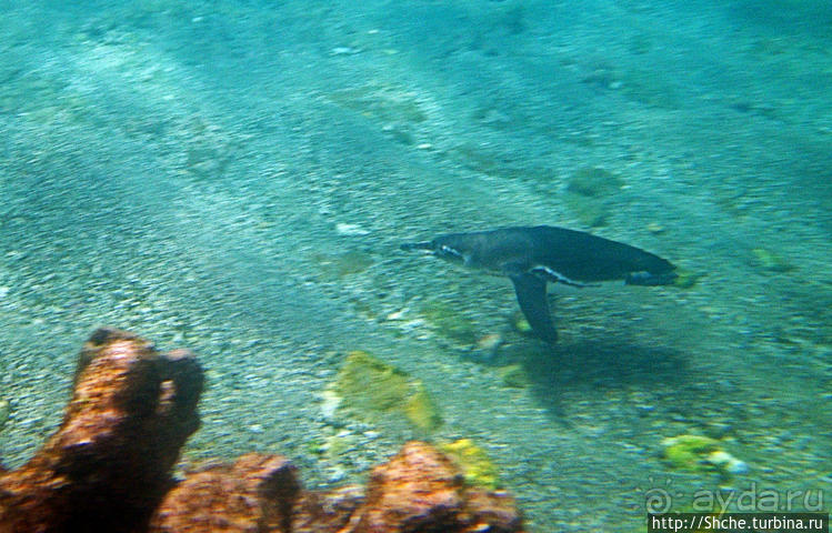 Сноклинг вокруг Pinnacle Rock (ноготь Бартоломе): акула и др