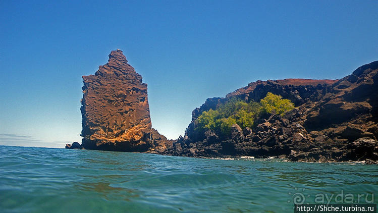 Сноклинг вокруг Pinnacle Rock (ноготь Бартоломе): акула и др