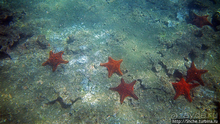 Сноклинг вокруг Pinnacle Rock (ноготь Бартоломе): акула и др