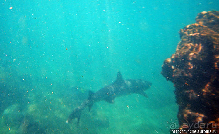 Сноклинг вокруг Pinnacle Rock (ноготь Бартоломе): акула и др