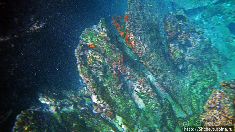 Сноклинг вокруг Pinnacle Rock (ноготь Бартоломе): акула и др