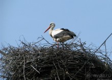 Златоглавый Чернигов. Короткое знакомство