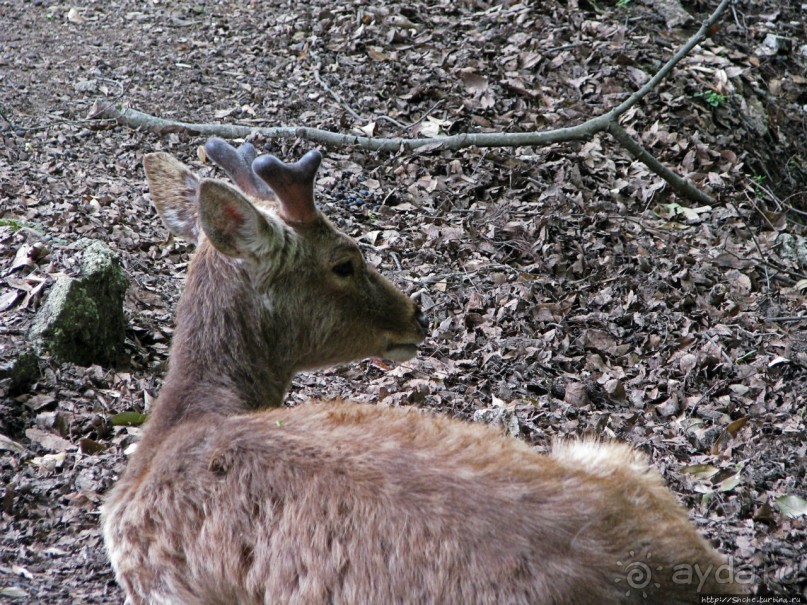 Храмы древней Нары. Todai-ji (объект ЮНЕСКО 870-001)
