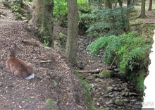 Храмы древней Нары. Todai-ji (объект ЮНЕСКО 870-001)