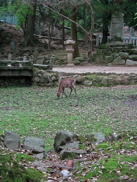 Храмы древней Нары. Todai-ji (объект ЮНЕСКО 870-001)