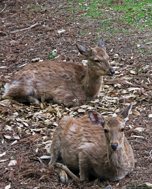 Храмы древней Нары. Todai-ji (объект ЮНЕСКО 870-001)