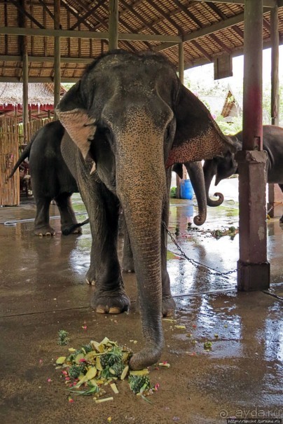 Sampran Riverside: "Тайская культура вживую" и шоу слонов