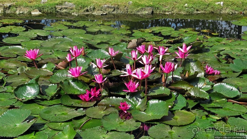 Sampran Riverside: "Тайская культура вживую" и шоу слонов