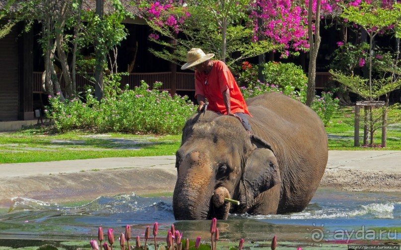 Sampran Riverside: "Тайская культура вживую" и шоу слонов
