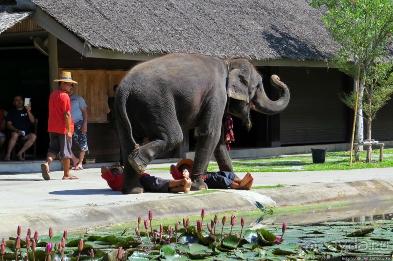 Sampran Riverside: "Тайская культура вживую" и шоу слонов