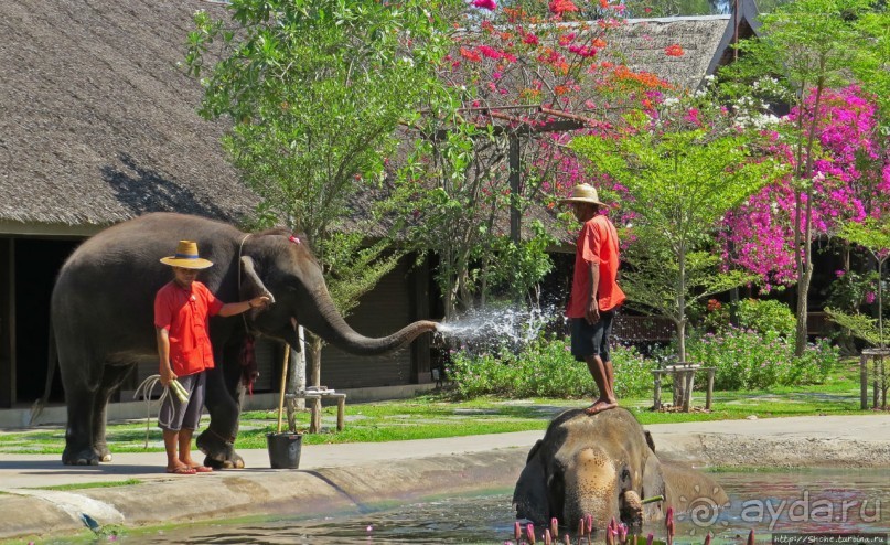 Sampran Riverside: "Тайская культура вживую" и шоу слонов