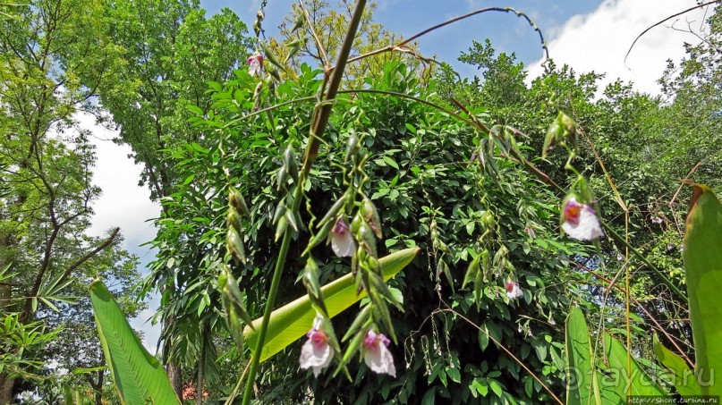 Sampran Riverside: "Тайская культура вживую" и шоу слонов