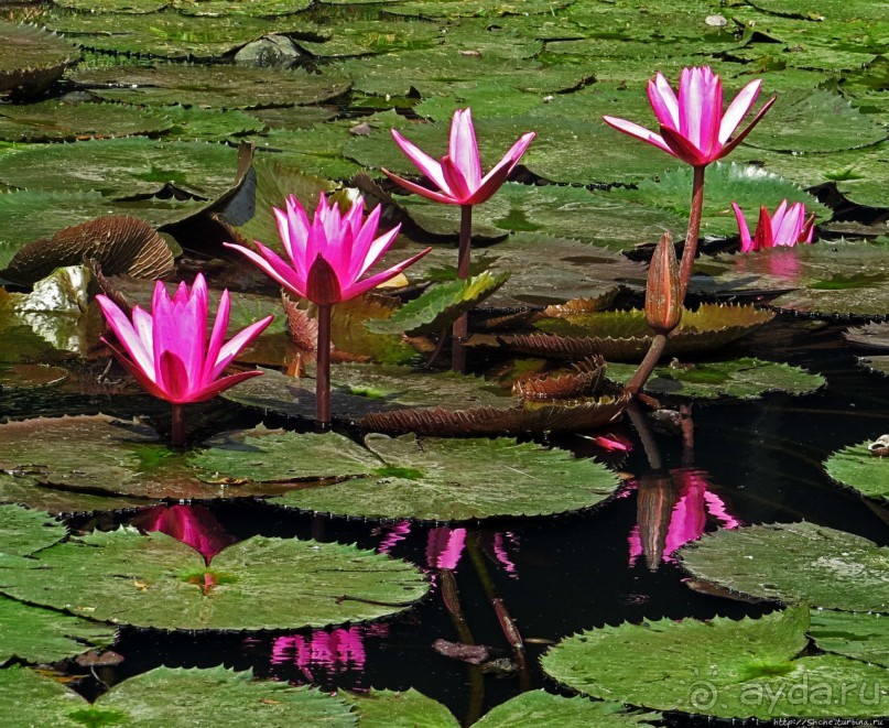 Sampran Riverside: "Тайская культура вживую" и шоу слонов