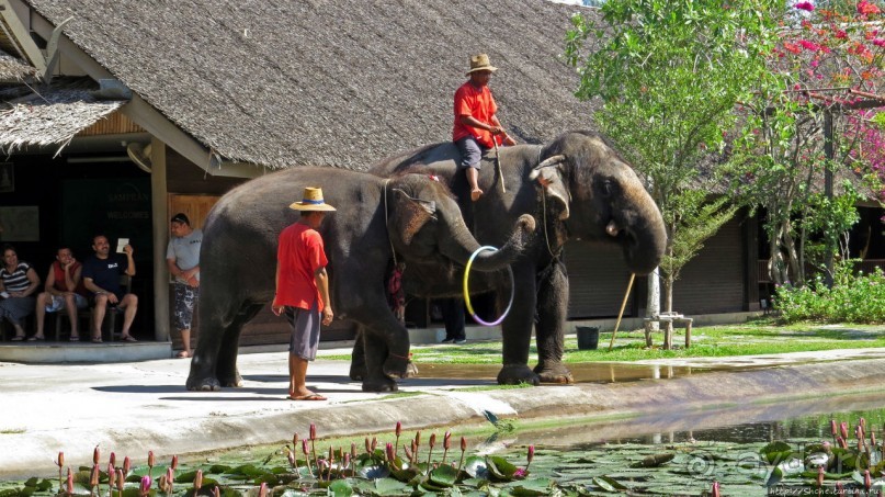 Sampran Riverside: "Тайская культура вживую" и шоу слонов