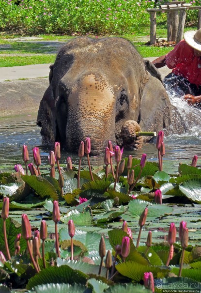 Sampran Riverside: "Тайская культура вживую" и шоу слонов