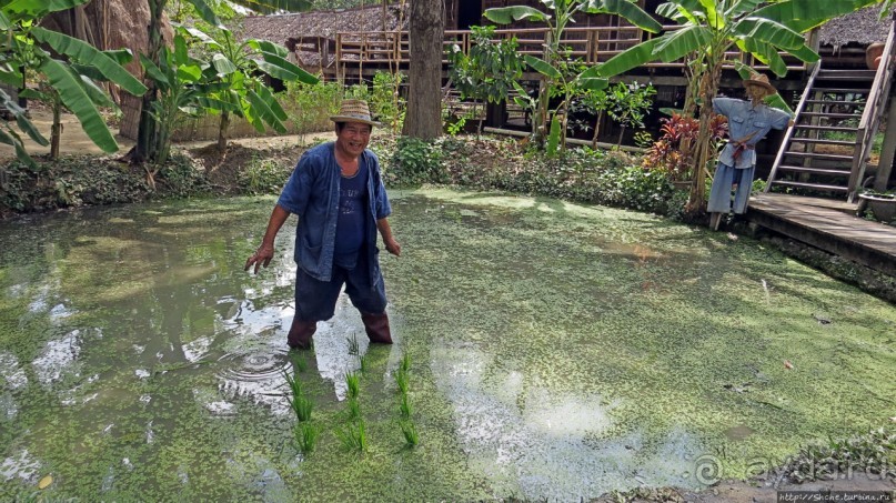 Sampran Riverside: "Тайская культура вживую" и шоу слонов