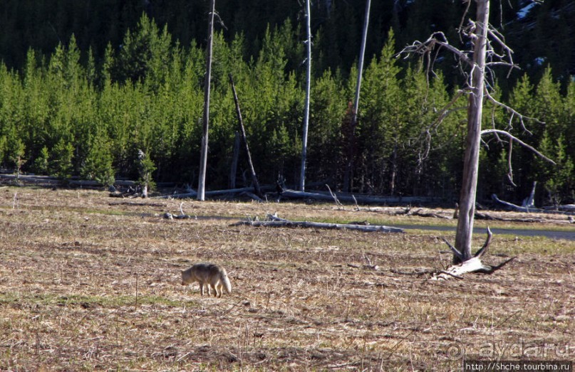 Эхо большого пожара в Йеллоустоуне