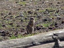 Эхо большого пожара в Йеллоустоуне