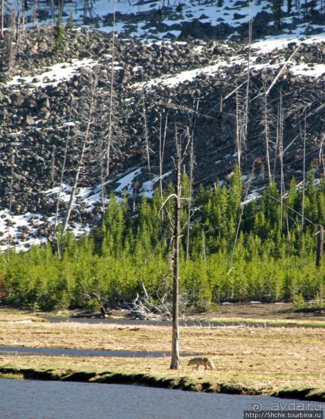 Эхо большого пожара в Йеллоустоуне