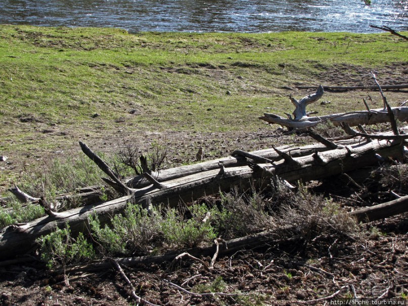 Эхо большого пожара в Йеллоустоуне