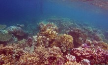 Коралловые сады залива Таджура