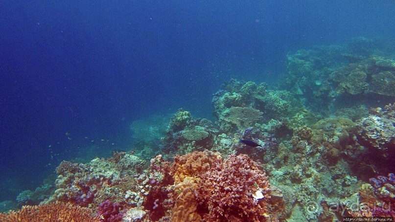 Коралловые сады залива Таджура