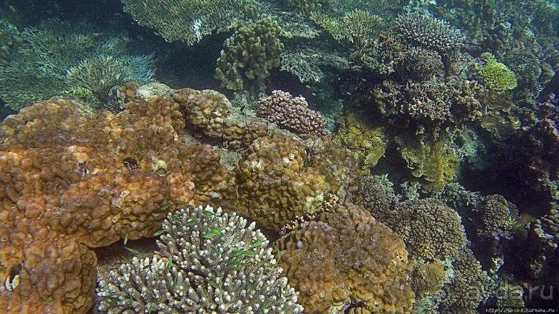 Коралловые сады залива Таджура