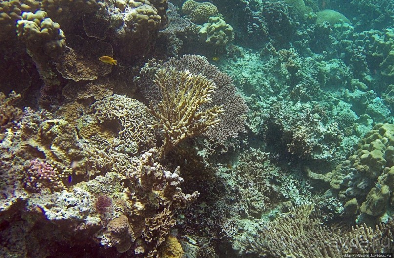 Коралловые сады залива Таджура