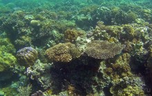 Коралловые сады залива Таджура