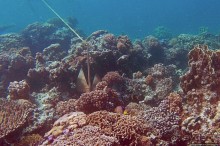 Коралловые сады залива Таджура