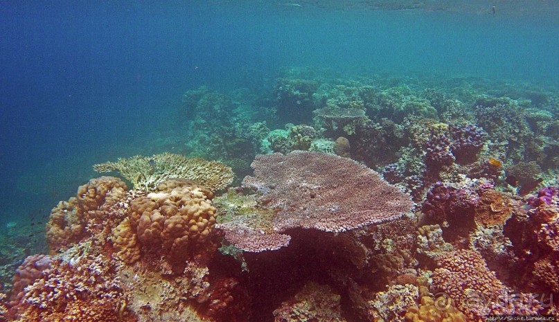 Коралловые сады залива Таджура