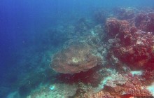 Коралловые сады залива Таджура