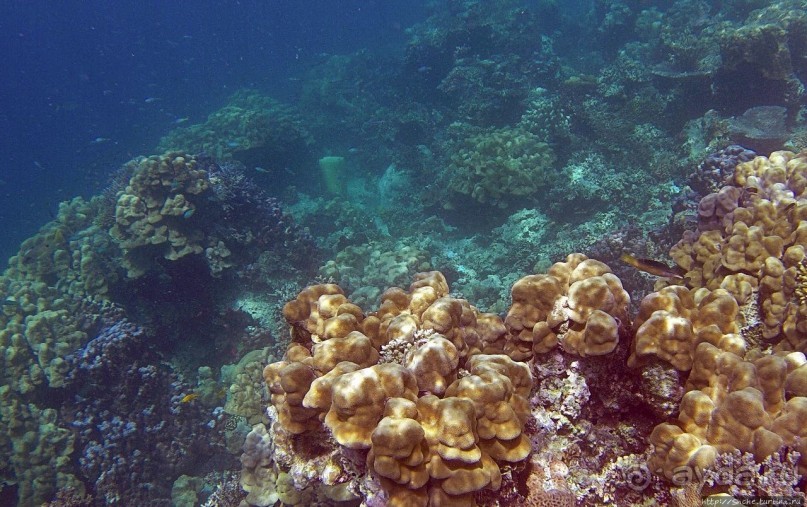 Коралловые сады залива Таджура