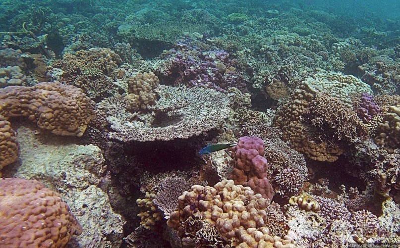 Коралловые сады залива Таджура