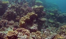 Коралловые сады залива Таджура