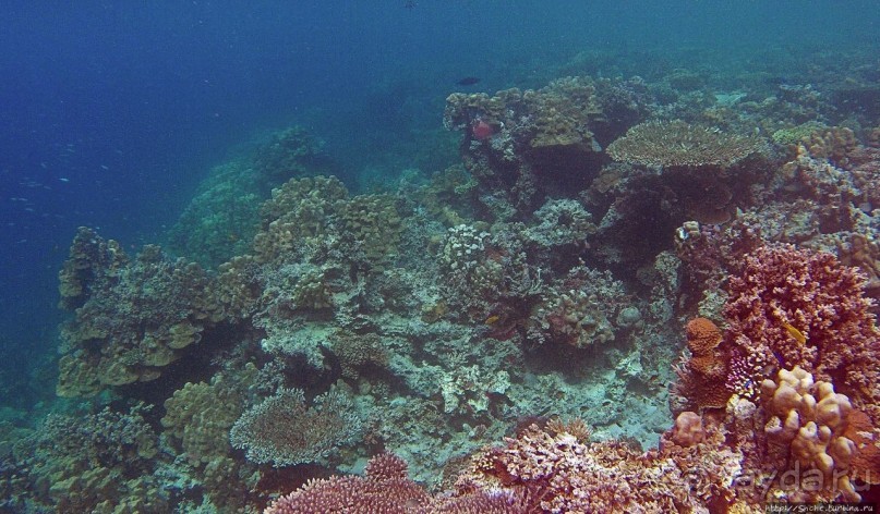 Коралловые сады залива Таджура