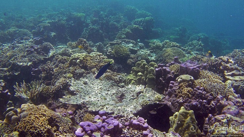 Коралловые сады залива Таджура