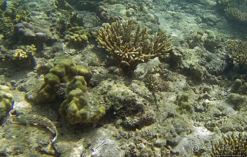 Коралловые сады залива Таджура