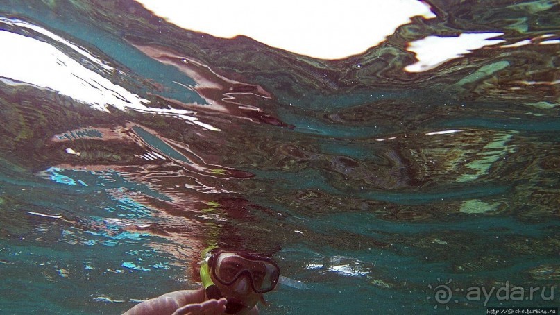 Коралловые сады залива Таджура