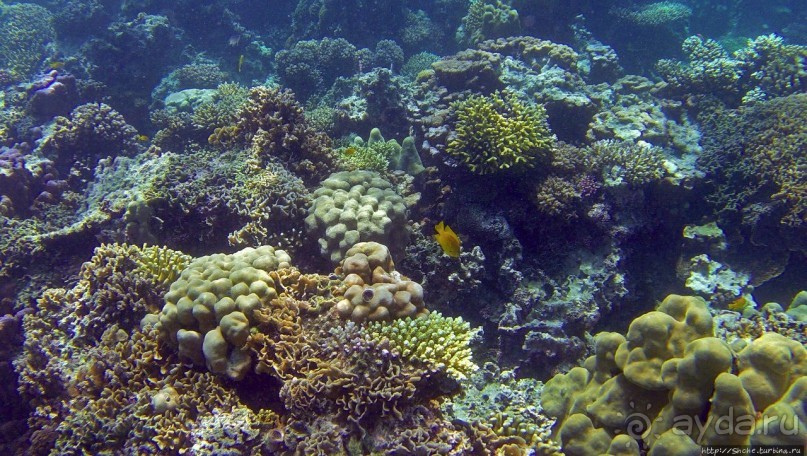 Коралловые сады залива Таджура