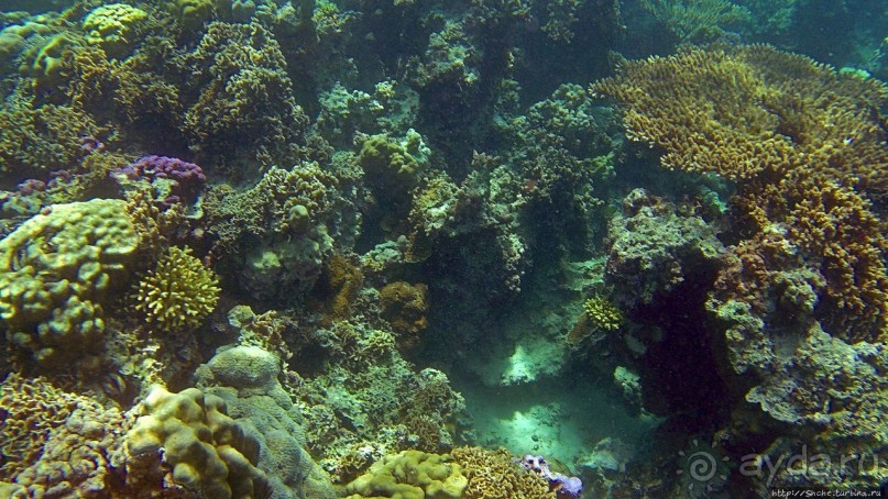 Коралловые сады залива Таджура