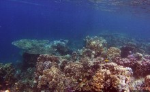 Коралловые сады залива Таджура