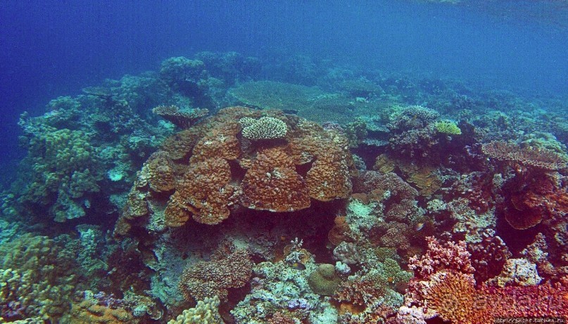 Коралловые сады залива Таджура